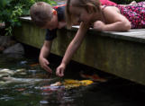 children feeding fish in a swim pond 