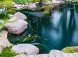 Large rocks with fish in a swimming pond