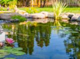 Water Lillys in swimming pond