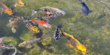 clear wildlife pond water with fish