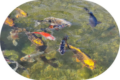 clear wildlife pond water with fish