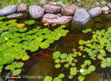 fish and plants in swimming pond