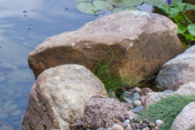 natural wildlife pond with rocks