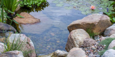 natural wildlife pond with rocks