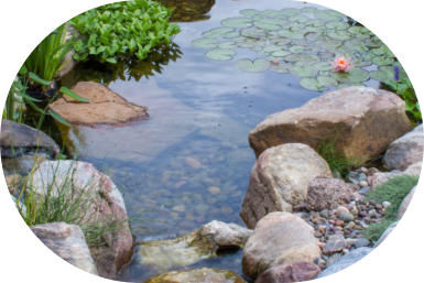 natural wildlife pond with rocks