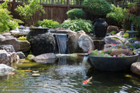 wildlife pond with waterfall